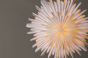 Christmas ceiling light Lyra - ⌀ 60 cm in 5 colors