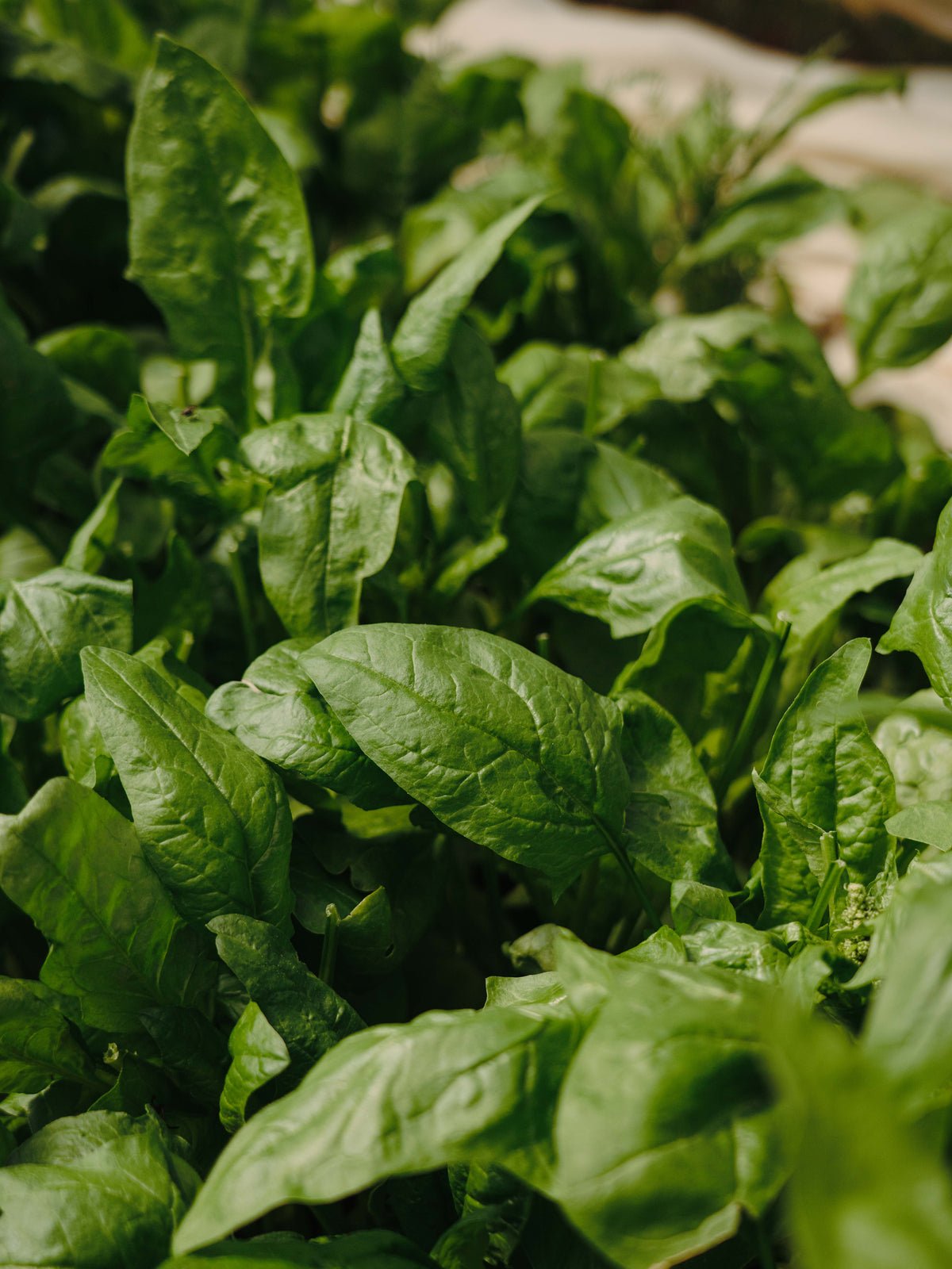 Poster Basil made of high-quality paper