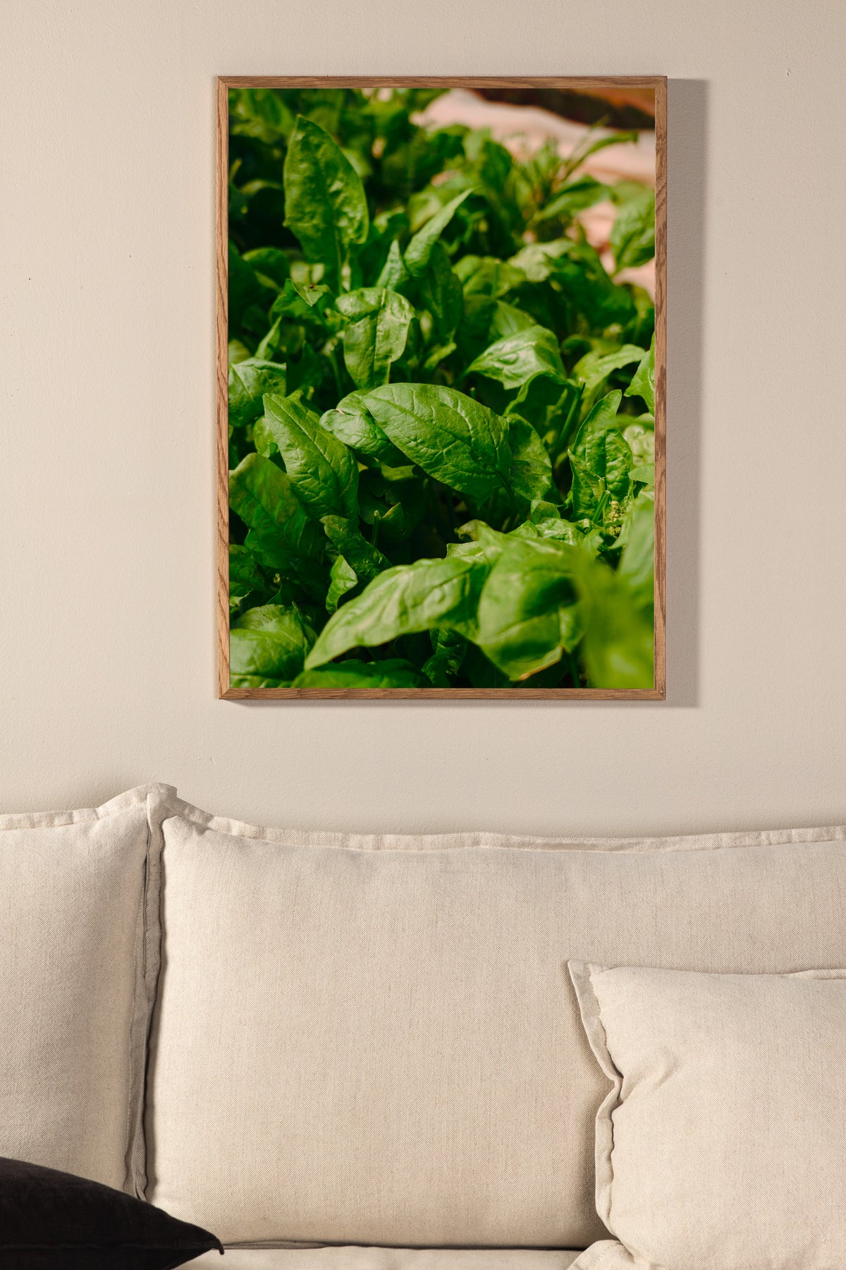 Poster Basil made of high-quality paper