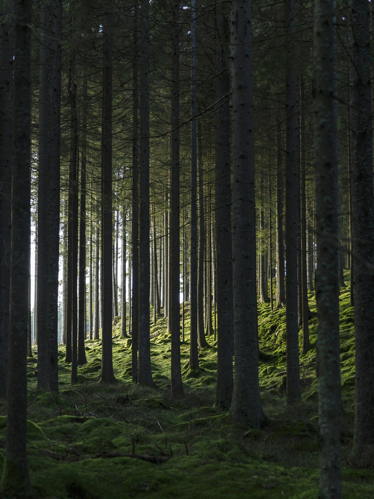 Poster Black Forest made of high-quality paper