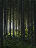 Poster Black Forest made of high-quality paper