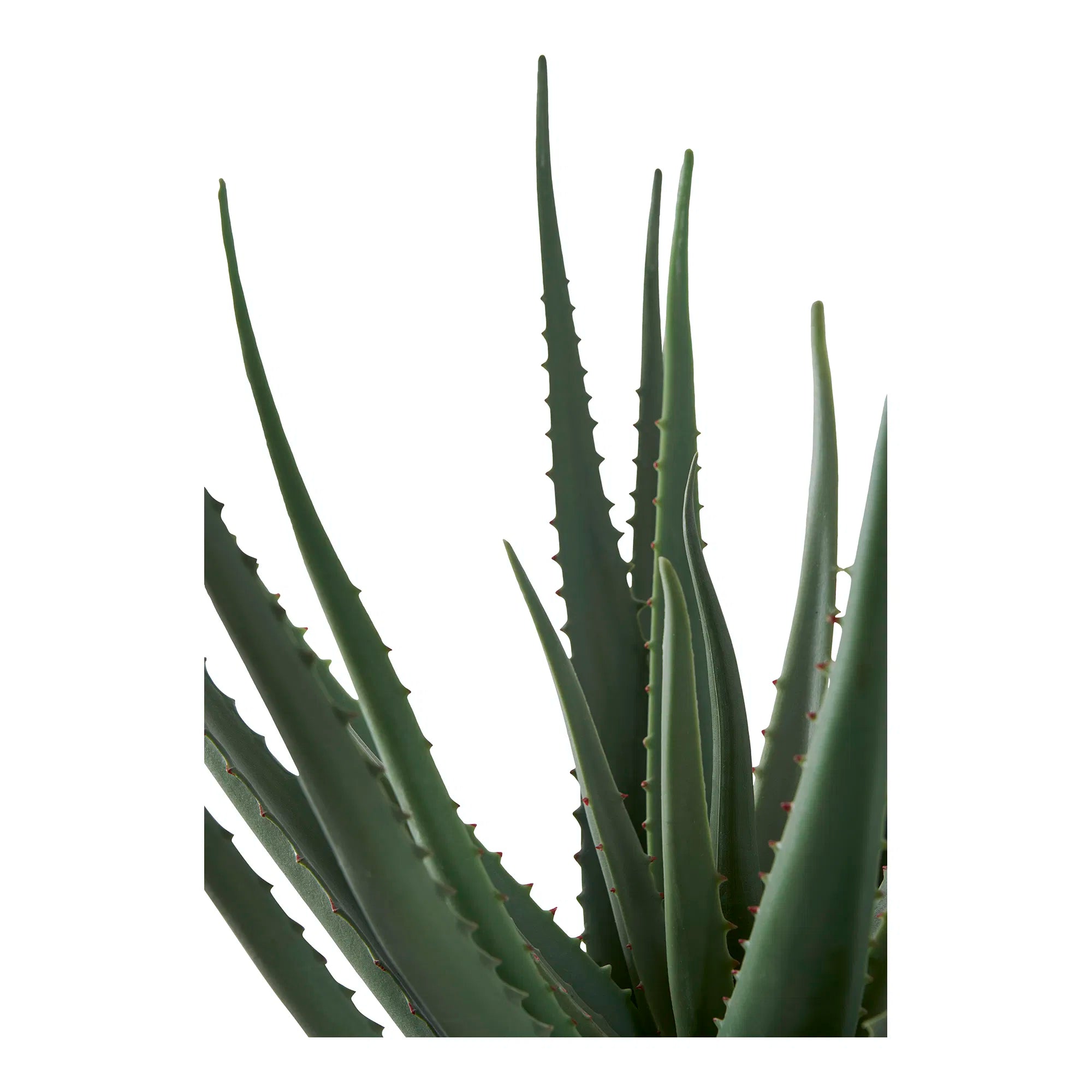 Artificial Aloe Vera Plant – 51 cm, low-maintenance classic in a modern look
